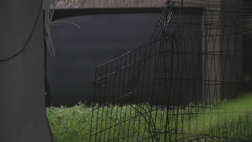 911 call captures frantic report of dog chasing, biting children in Miami — CBS Miami, Land O' Lakes Health news