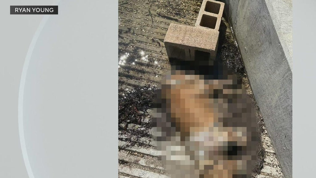 Miami police investigate after dog found dead underwater, tied to cinder blocks off Coconut Grove — CBS Miami, Land O' Lakes Government news