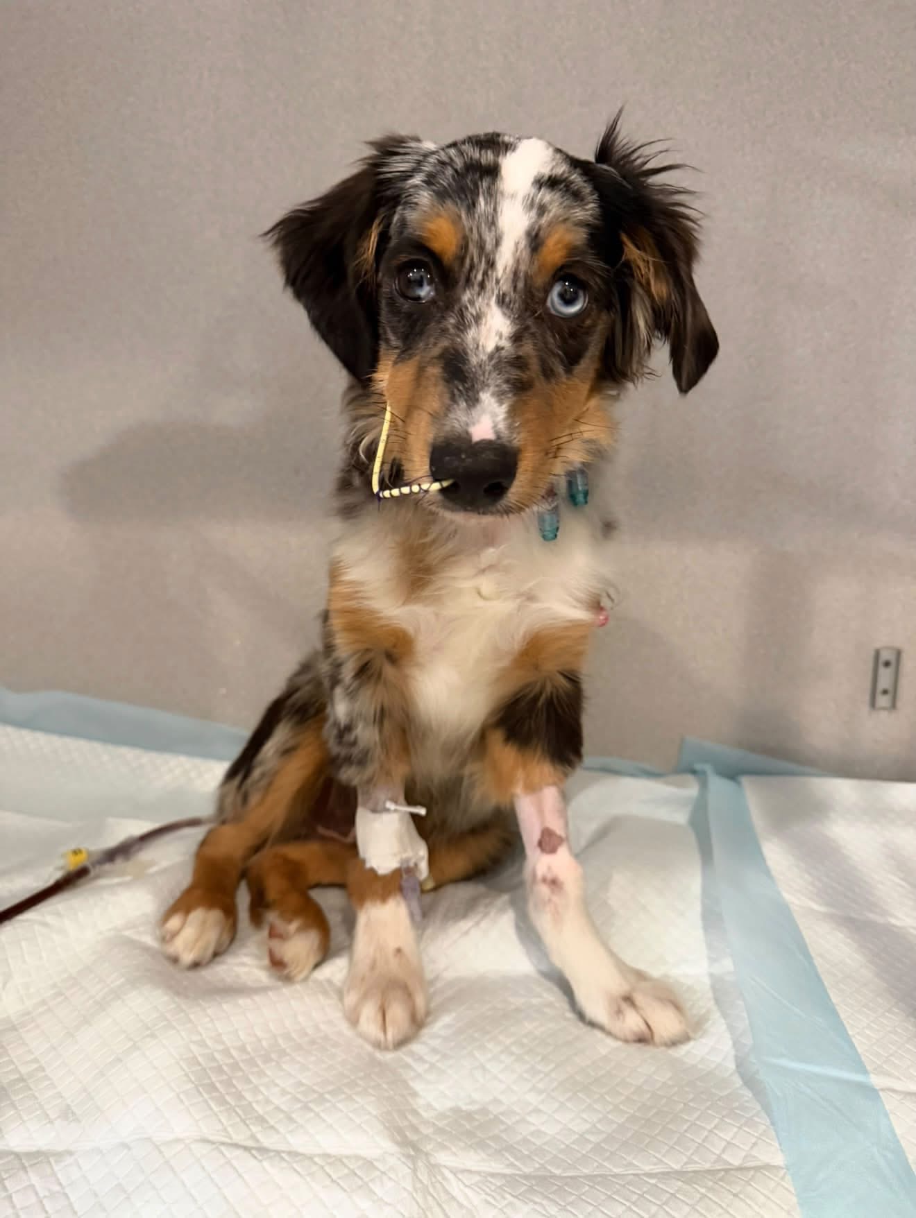 Puppy's Parvo fight highlights red flags for pet buyers — WFTS ABC Action News Tampa, Land O' Lakes Health news