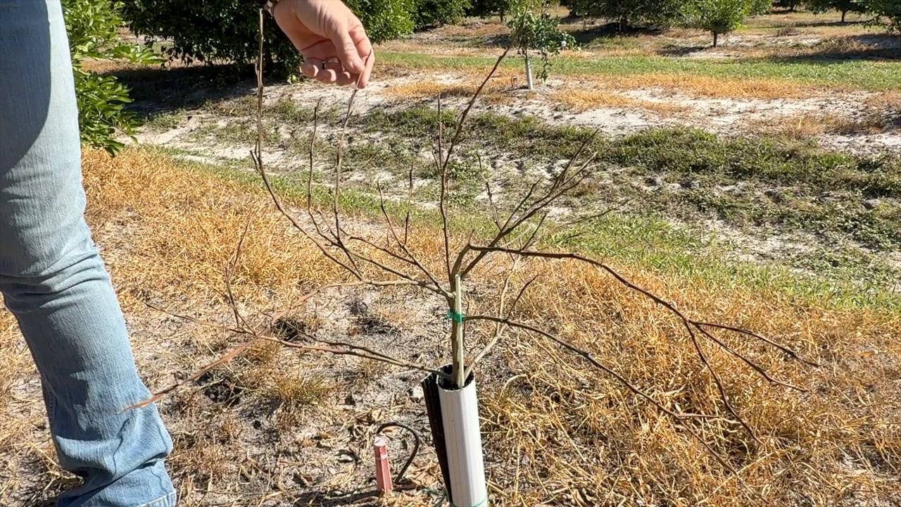 Extreme weather drastically cuts Polk County farmers' citrus yield — WFTS ABC Action News Tampa
