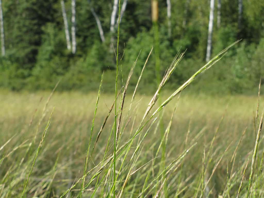Minnesota DNR seeks public input on landscape-level plans for WMAs, AMAs — KFGO, Land O' Lakes Community news