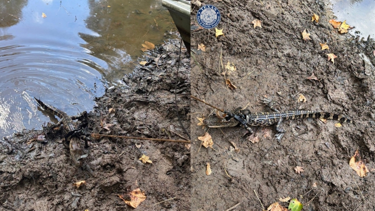 Alligator found tied to boat in East Texas pond; man cited for illegal possession, wardens say — KHOU 11 (Houston), Land O' Lakes Sports news