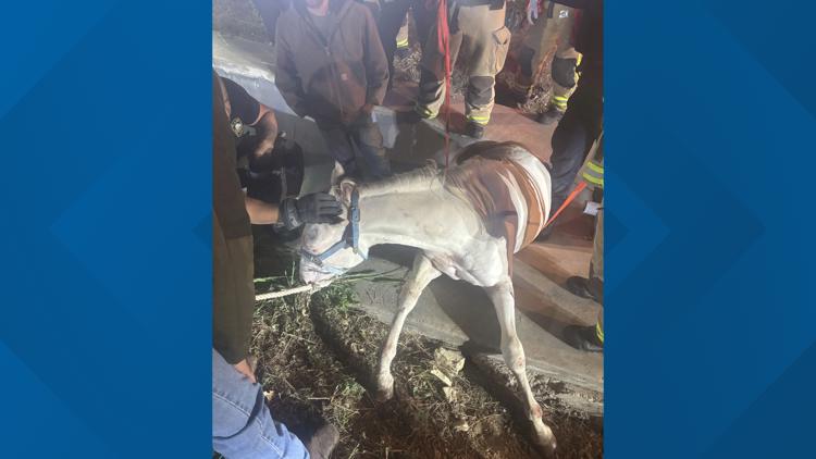 Plano firefighters rescue horse trapped in drainage ditch after escaping near Highway 121 — WFAA (Dallas-Fort Worth), Land O' Lakes Community news