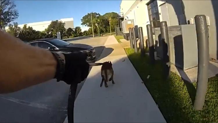 VIDEO: Sheriff's K-9 helps stop accused car burglar — WTSP 10 Tampa Bay
