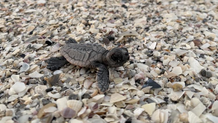 Only 2 turtle nests left on Anna Maria Island beaches amid flooding from Hurricane Isaias — WTSP 10 Tampa Bay, Land O' Lakes Community news