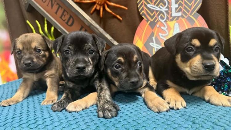 Suncoast Animal League to take in more than 30 pets from Hurricane Isaias-impacted shelters — WTSP 10 Tampa Bay
