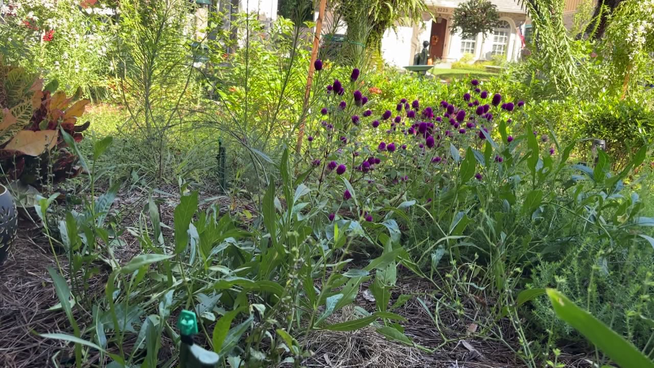 Tampa offers homeowners up to $3,000 in rebates to replace grass with native plants: Here's how to cash in — FOX 13 Tampa Bay News, Land O' Lakes Community news