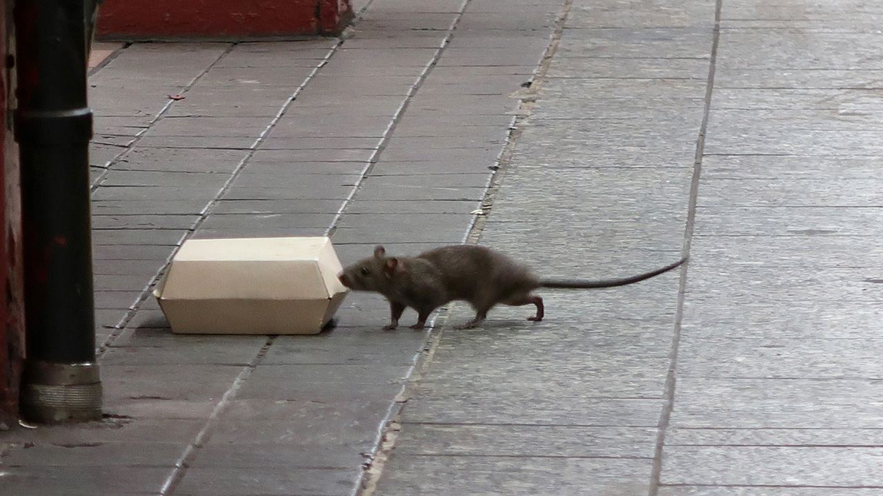 Rats and mice are the worst in these U.S. cities, new ranking finds — FOX 13 Tampa Bay News, Land O' Lakes Business news