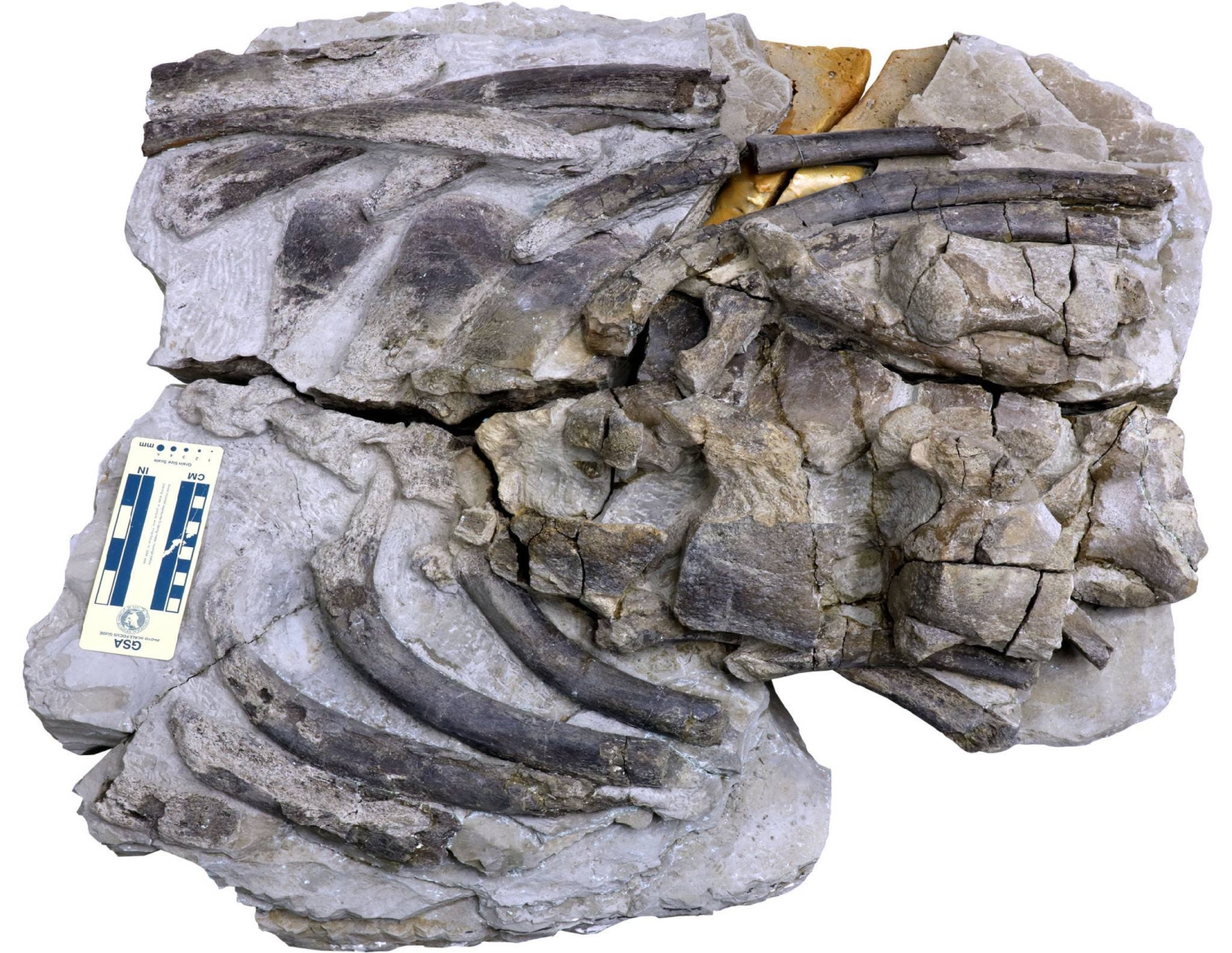  New species of sperm whale identified from fossils found in Gunma  — Japan Times